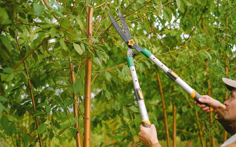 Tree trimming in Mondovi, WI